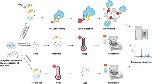 Integrated Proteomics Characterization of NLRP3 Inflammasome Inhibitor MCC950 in Monocytic Cell Line Confirms Direct MCC950 Engagement with Endogenous NLRP3