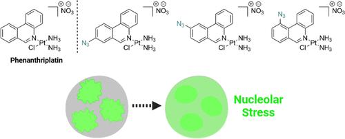 Click-Capable Phenanthriplatin Derivatives as Tools to Study Pt(II)-Induced Nucleolar Stress