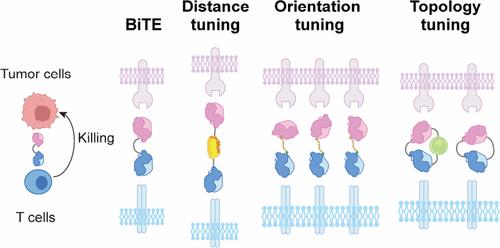 Geometric Antibody Engineering Reveals the Spatial Factor on the Efficacy of Bispecific T Cell Engagers