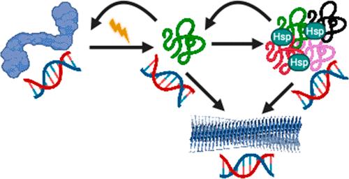 Roles of Nucleic Acids in Protein Folding, Aggregation, and Disease