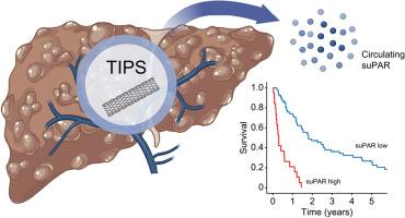 Soluble urokinase plasminogen activator receptor levels predict survival in patients with portal hypertension undergoing TIPS