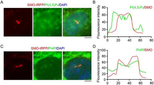 INPP5E Regulates the Distribution of Phospholipids on Cilia in RPE1 Cells