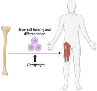 Cordyceps sinensis accelerates stem cell recruitment to human skeletal muscle after exercise†