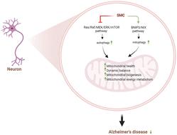 Se-methylselenocysteine ameliorates mitochondrial function by targeting both mitophagy and autophagy in the mouse model of Alzheimer's disease†