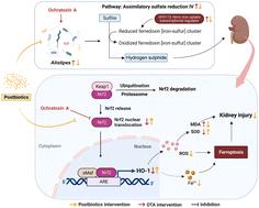 Tropical postbiotics alleviate the disorders in the gut microbiota and kidney damage induced by ochratoxin A exposure†