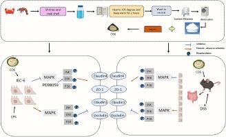 Enhancing gut barrier integrity: Upregulation of tight junction proteins by chitosan oligosaccharide through the ERK1/2 signaling pathway