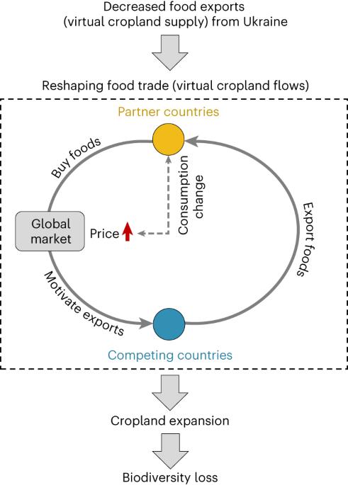 Telecoupled impacts of the Russia–Ukraine war on global cropland expansion and biodiversity