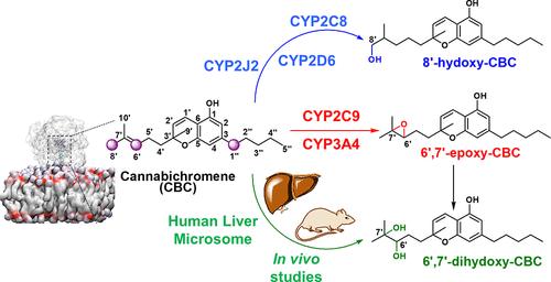 Elucidating the Mechanism of Metabolism of Cannabichromene by Human Cytochrome P450s