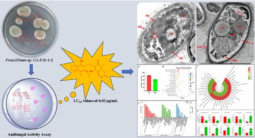Penicilloneines A and B, Quinolone–Citrinin Hybrids from a Starfish-Derived Penicillium sp.
