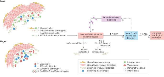 All fibroblasts are equal, but some are more equal than others