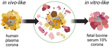 Sources of biases in the in vitro testing of nanomaterials: the role of the biomolecular corona†