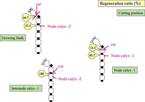 Budding and regeneration potential of a calyx of a freshwater Kamptozoan, Urnatella gracilis