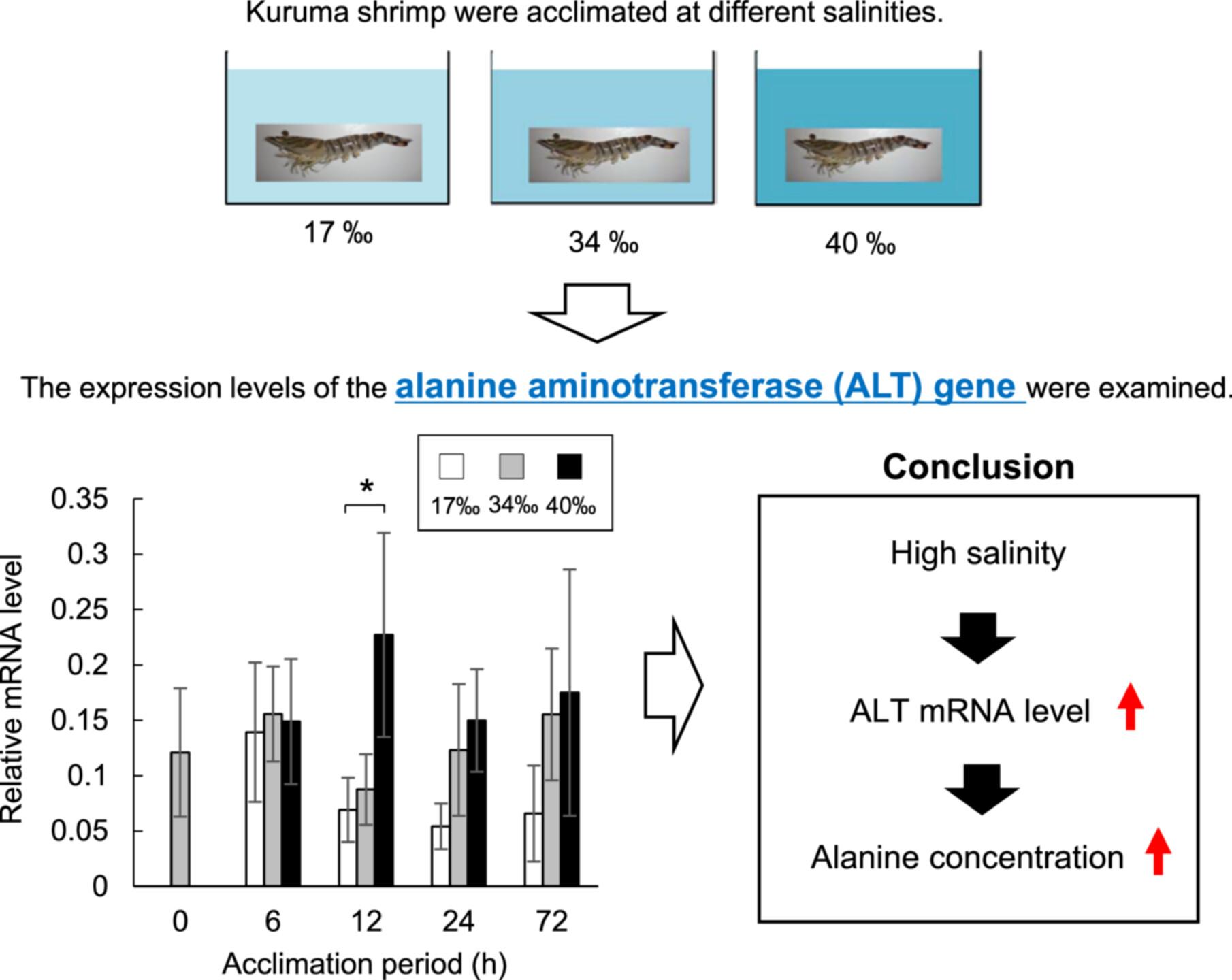 Cloning and expression profile of the alanine aminotransferase gene from kuruma shrimp Penaeus japonicus exposed to different salinities