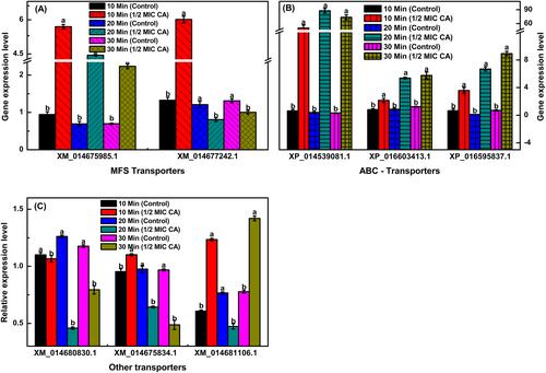 Cuminaldehyde downregulates folate metabolism and membrane proteins to inhibit growth of Penicillium digitatum in citrus fruit