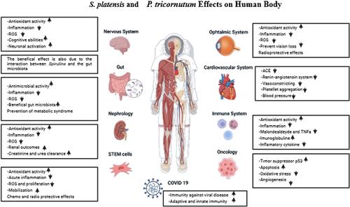 Spirulina platensis and Phaeodactylum tricornutum as sustainable sources of bioactive compounds: Health implications and applications in the food industry