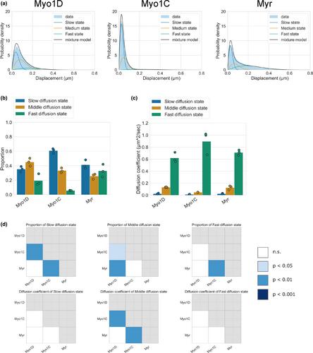 Left–right Myosin-Is, Myosin1C, and Myosin1D exhibit distinct single molecule behaviors on the plasma membrane of Drosophila macrophages