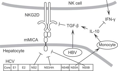 Natural killer group 2D-major histocompatibility complex class I polypeptide-related sequence A activation enhances natural killer cell-mediated immunity against hepatocellular carcinoma: A review