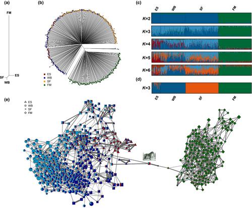 Population structure and genomic diversity of the Einsiedler horse