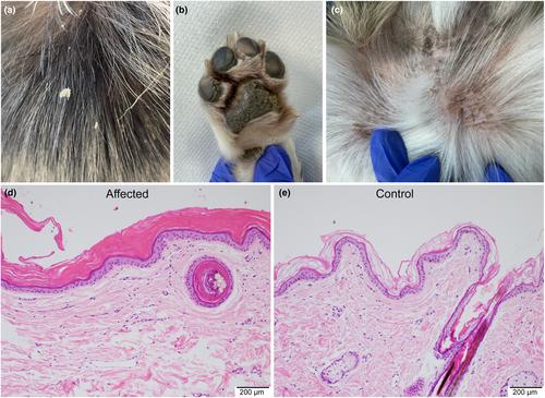 Heterozygous ASPRV1 frameshift variant in a Pembroke Welsh Corgi with ichthyosis