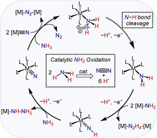 Molecular Complexes for Catalytic Ammonia Oxidation to Dinitrogen and the Cleavage of N−H Bonds