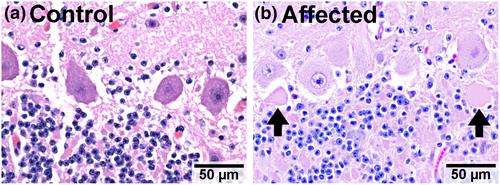 A de novo mutation in CACNA1A is associated with autosomal dominant bovine familial convulsions and ataxia in Angus cattle