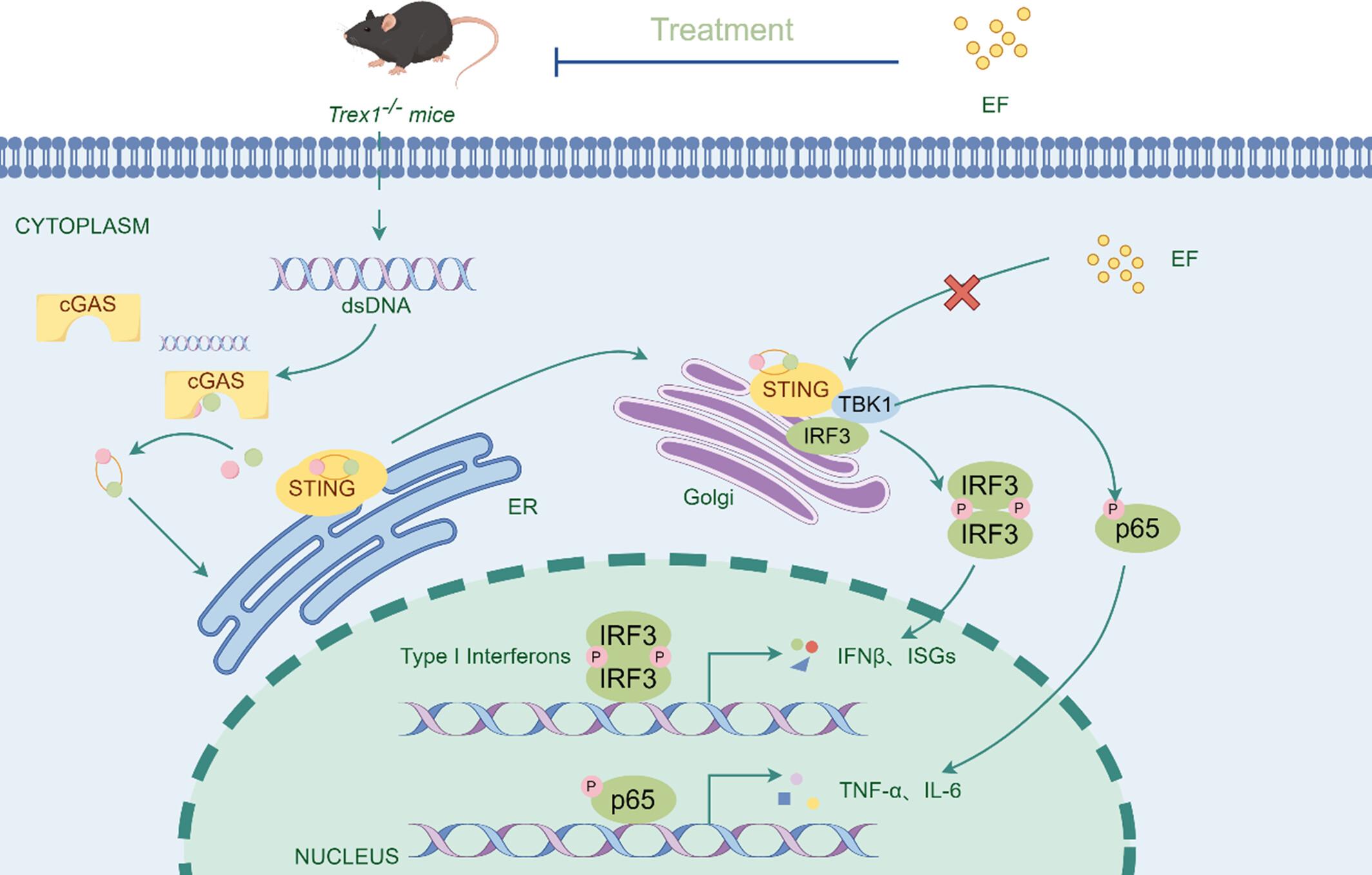 Flavonoid extracted from Epimedium attenuate cGAS-STING-mediated diseases by targeting the formation of functional STING signalosome