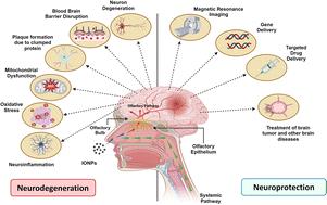 Iron oxide nanoparticles: a narrative review of in-depth analysis from neuroprotection to neurodegeneration