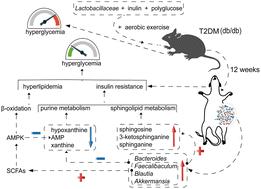 The synergism of Lactobacillaceae, inulin, polyglucose, and aerobic exercise ameliorates hyperglycemia by modulating the gut microbiota community and the metabolic profiles in db/db mice†