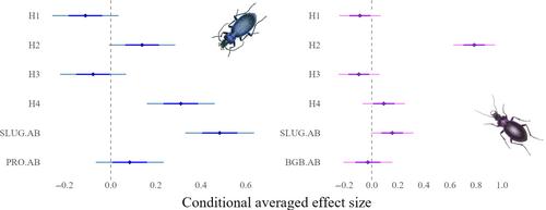 Contrasting patterns of habitat use in a threatened carabid (Carabus intricatus) and a sympatric congener in ancient temperate rainforest