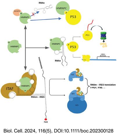 DUSP3 modulates IRES-dependent translation of mRNAs through dephosphorylation of the HNRNPC protein in cells under genotoxic stimulus