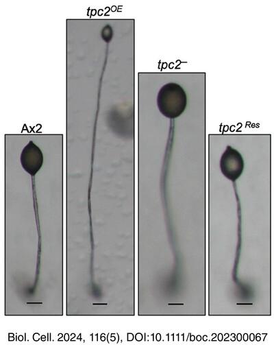 Deletion of Dictyostelium tpc2 gene forms multi-tipped structures, regulates autophagy and cell-type patterning