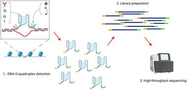 Genome-wide mapping of G-quadruplex DNA: a step-by-step guide to select the most effective method