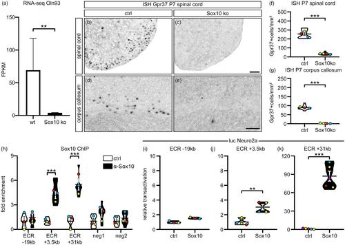 The myelination-associated G protein-coupled receptor 37 is regulated by Zfp488, Nkx2.2, and Sox10 during oligodendrocyte differentiation