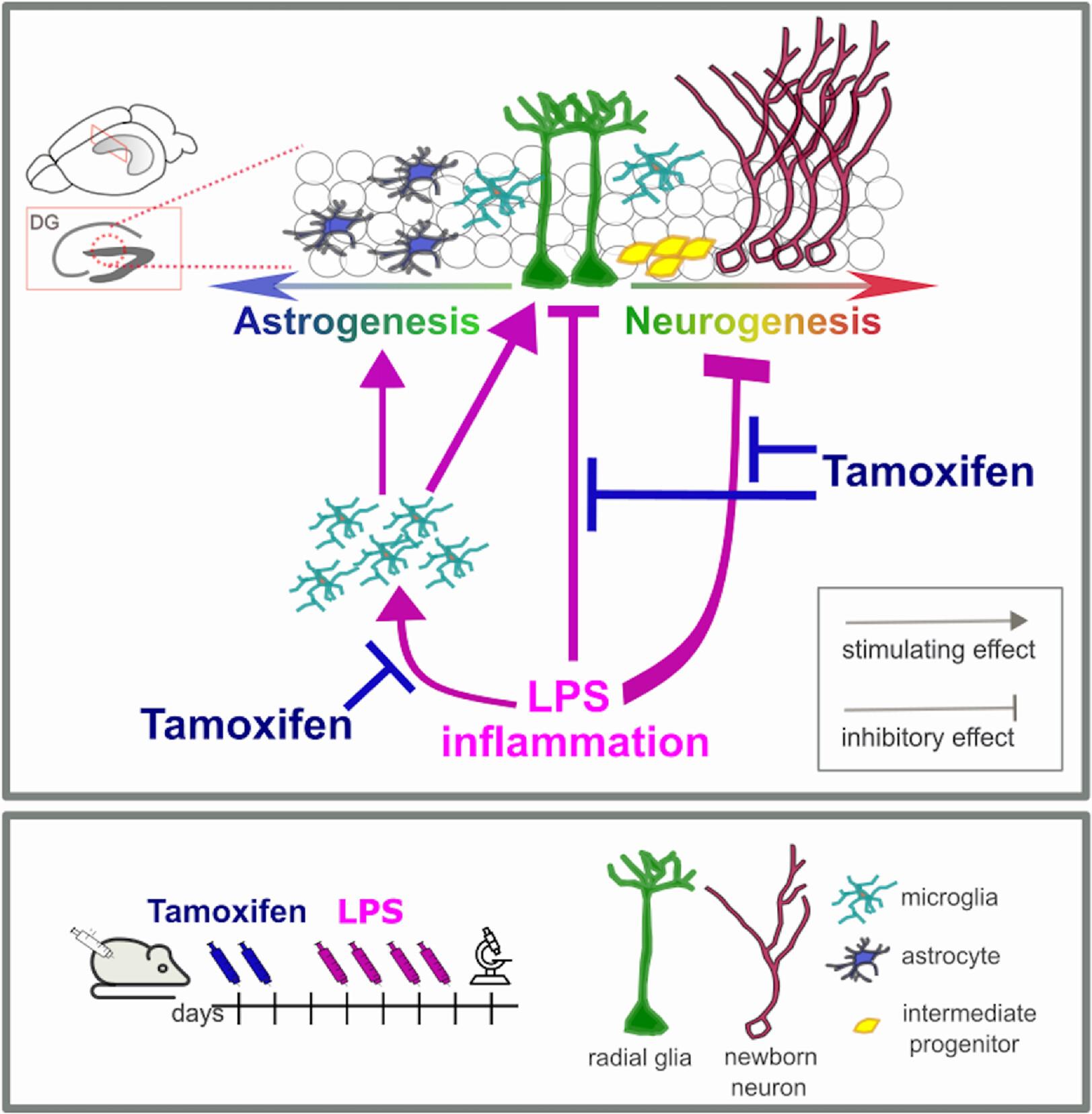 Tamoxifen exerts direct and microglia-mediated effects preventing neuroinflammatory changes in the adult mouse hippocampal neurogenic niche