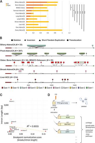 Patterns of structural variants within TP53 introns and relocation of the TP53 promoter: a commentary†