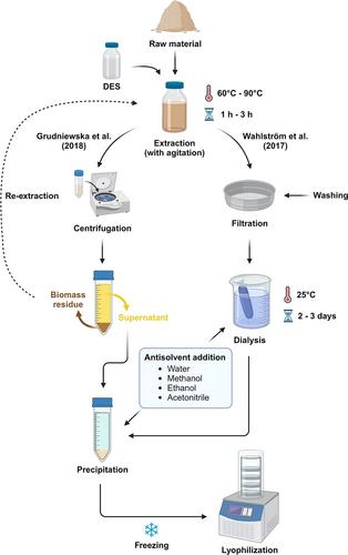 Valorization of biomass for food protein via deep eutectic solvent extraction: Understanding the extraction mechanism and impact on protein structure and properties