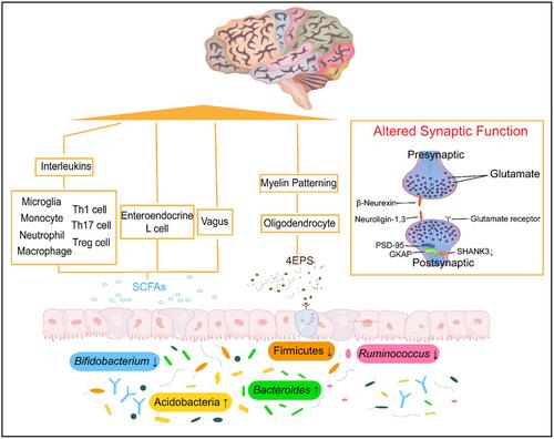 Dietary nutrients that potentially mitigate autism spectrum disorder and dietary recommendations for children and pregnant women