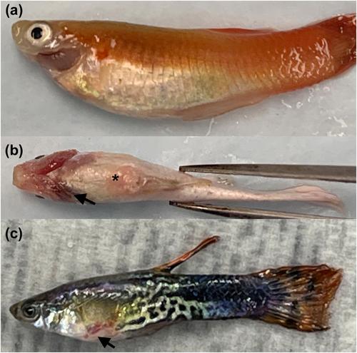 Diagnosis, isolation and description of a novel amnoonvirus recovered from diseased fancy guppies, Poecilia reticulata