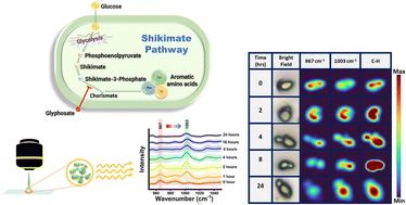 In situ monitoring of the shikimate pathway: a combinatorial approach of Raman reverse stable isotope probing and hyperspectral imaging†