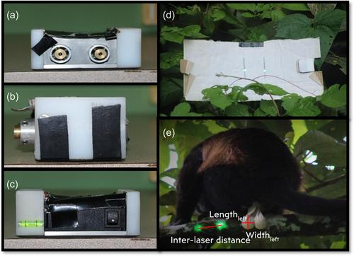 Measuring mantled howler monkey (Alouatta palliata) testes via parallel laser photogrammetry: Expanding the use of noninvasive methods