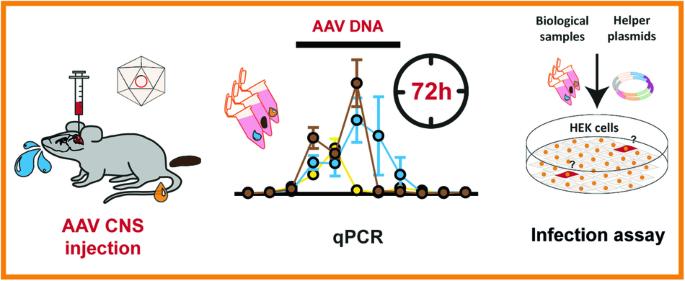 A shedding analysis after AAV8 CNS injection revealed fragmented viral DNA without evidence of functional AAV particles in mice