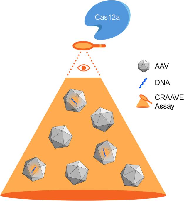 Adeno-associated virus genome quantification with amplification-free CRISPR-Cas12a