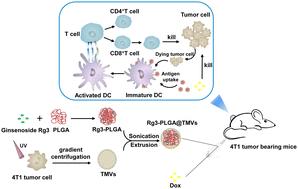 Bioinspired ginsenoside Rg3 PLGA nanoparticles coated with tumor-derived microvesicles to improve chemotherapy efficacy and alleviate toxicity†