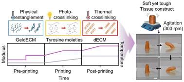 Tissue-specific gelatin bioink as a rheology modifier for high printability and adjustable tissue properties†