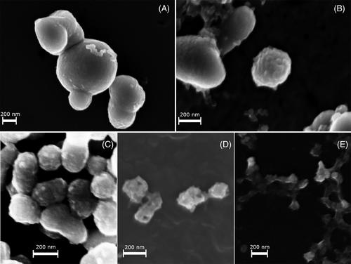 Effect of alkali metal salt addition on disintegration of titania particles precipitated from tetraethyl orthotitanate in ethanol