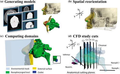 Beyond skeletal studies: A computational analysis of nasal airway function in climate adaptation