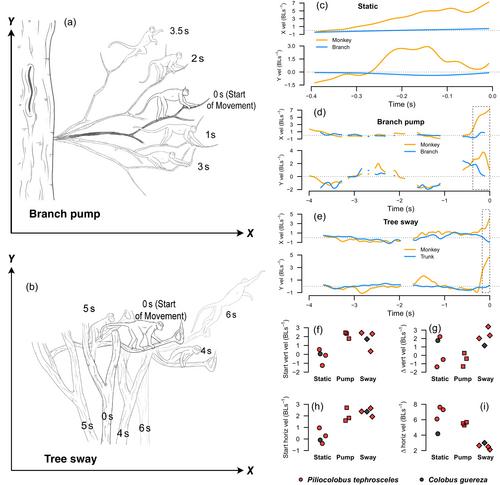 Pump and sway: Wild primates use compliant supports as a tool to augment leaping in the canopy