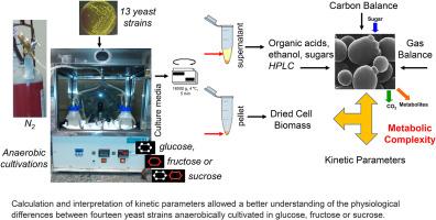 Physiological evaluation of yeast strains under anaerobic conditions using glucose, fructose, or sucrose as the carbon source