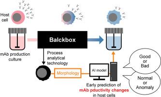 Prediction of antibody production performance change in Chinese hamster ovary cells using morphological profiling