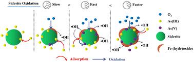 Purification of As(iii) through oxidation of siderite and As(iii) by dissolved oxygen: behavior and mechanism†